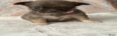 Chihuahua 2