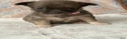 Chihuahua dogs for sale: Chihuahua pups 1 girl 1 boy - Advert 13