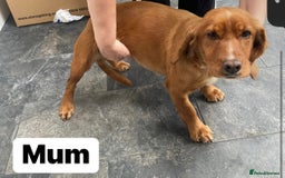 Cockapoo dogs for sale: Cockapoo (READY TO GO NOW) - Image 3