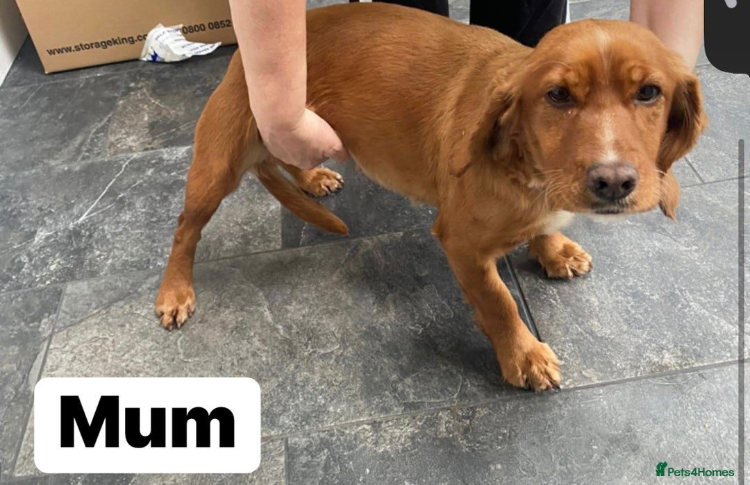 Cockapoo dogs for sale: Cockapoo (READY TO GO NOW) - Image 3