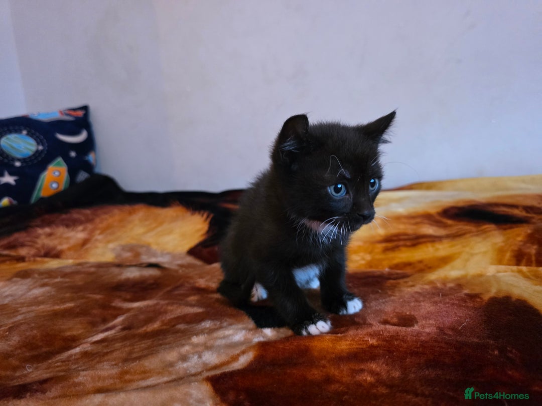 Mixed Breed cats for sale: Adorable Male Kitten – Sphynx x Devon Rex Cross - Advert 11