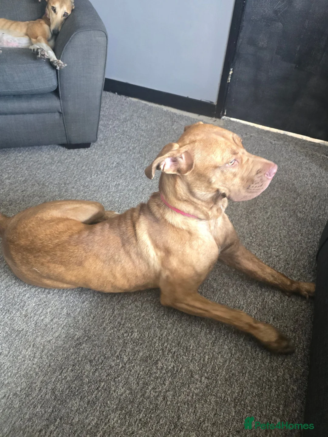 Mixed Breed dogs for sale: Mastiff mix  in Ashington - Advert 1