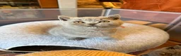 British Shorthair cats for sale: British Shorthair kittens open for reservations  - Advert 14