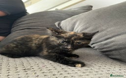 Mixed Breed cats for sale: Kittens ready for forever home  - Image 1