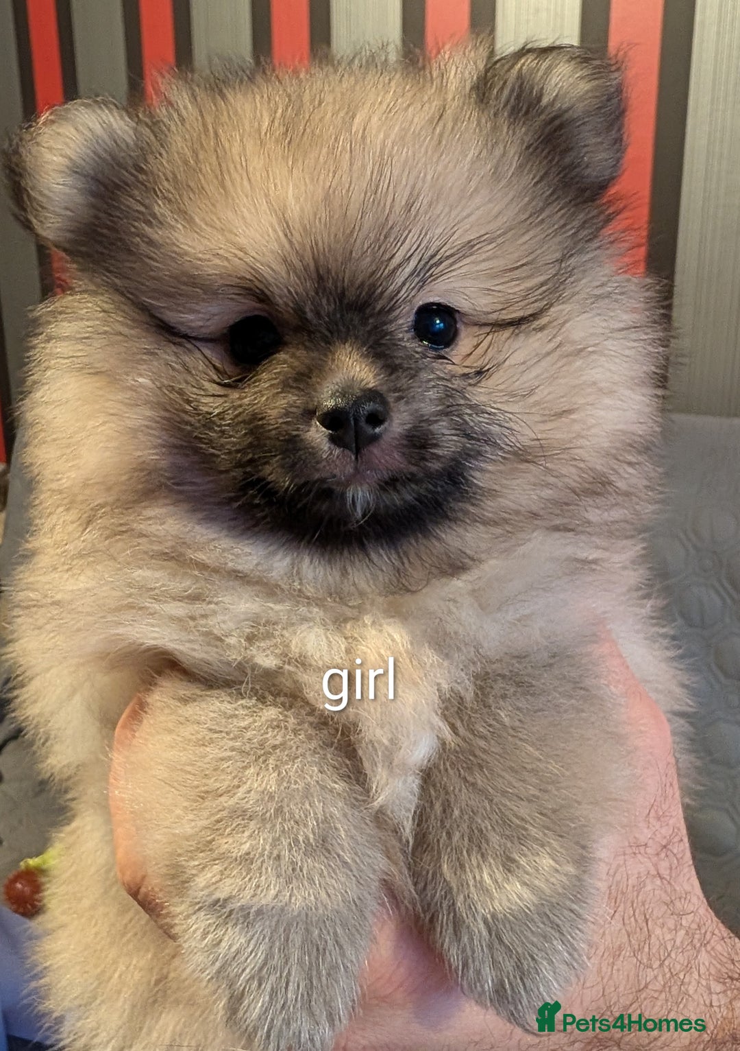 Pomeranian dogs for sale: Pomeranian puppies for sale - Advert 2