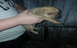 Mixed Breed dogs for sale: Jackawawas  - Image 19