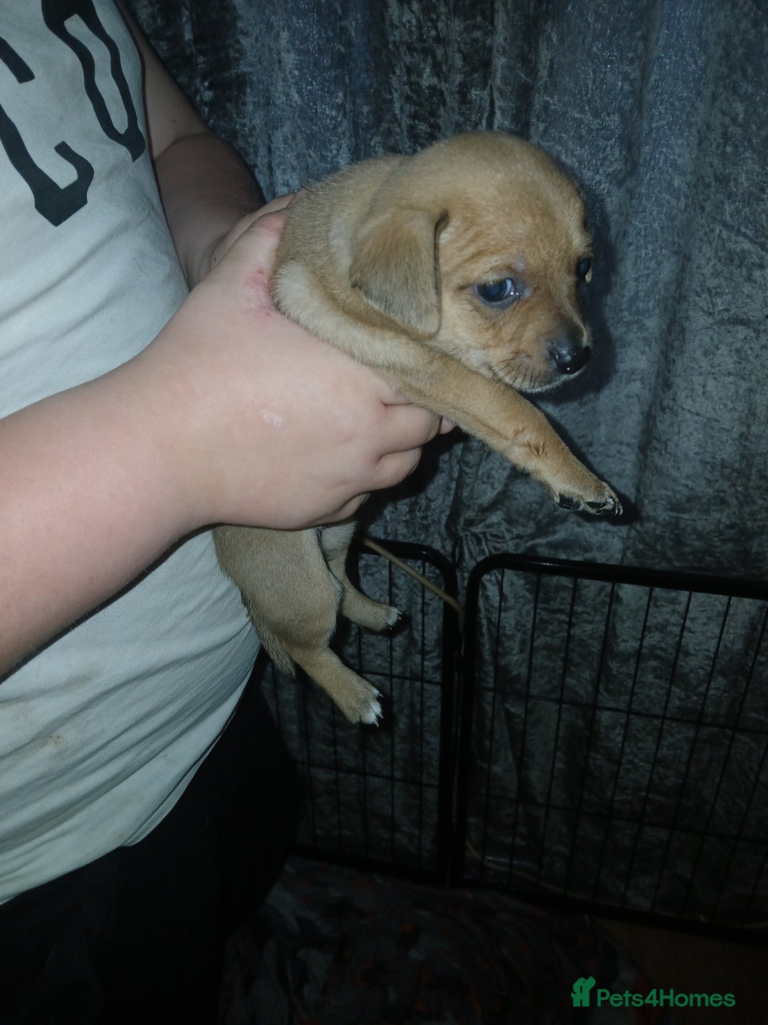 Mixed Breed dogs for sale: Jackawawas  - Image 19