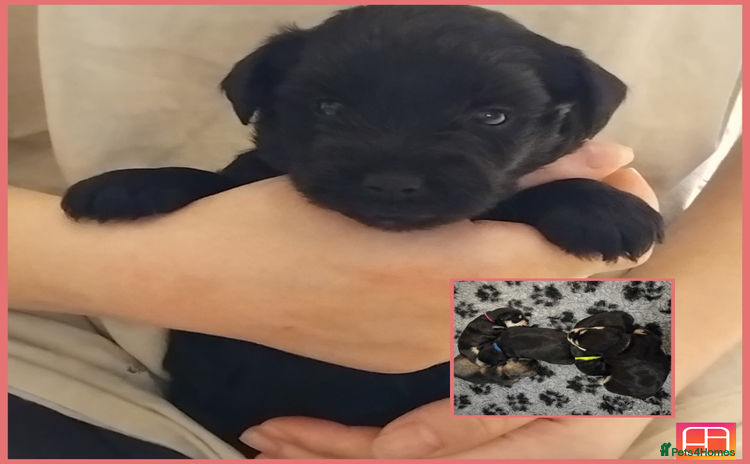 Miniature Schnauzer dogs - Advert 1