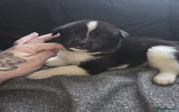 Mixed Breed dogs for sale: mixed breed puppies - Image 7