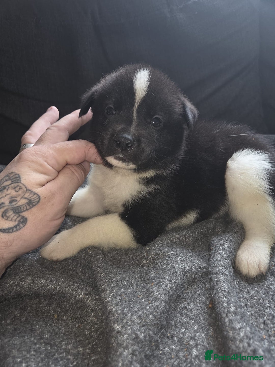 Mixed Breed dogs for sale: mixed breed puppies - Image 7