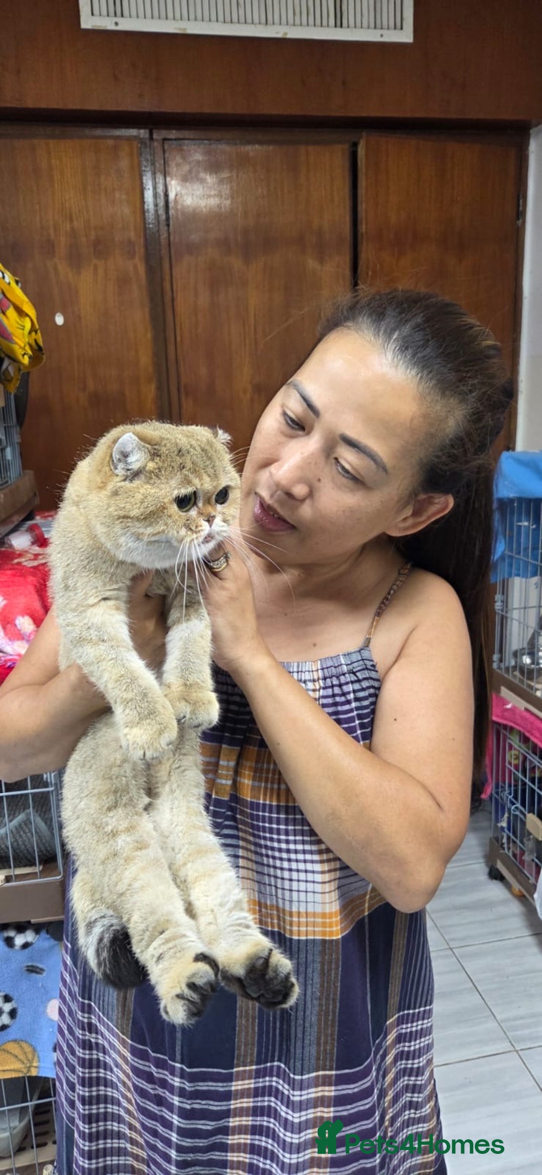 Domestic Shorthair cats for adoption: Rosey  - Advert 5