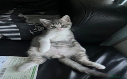 British Shorthair cats for sale: British shorthair kittens  - Image 6