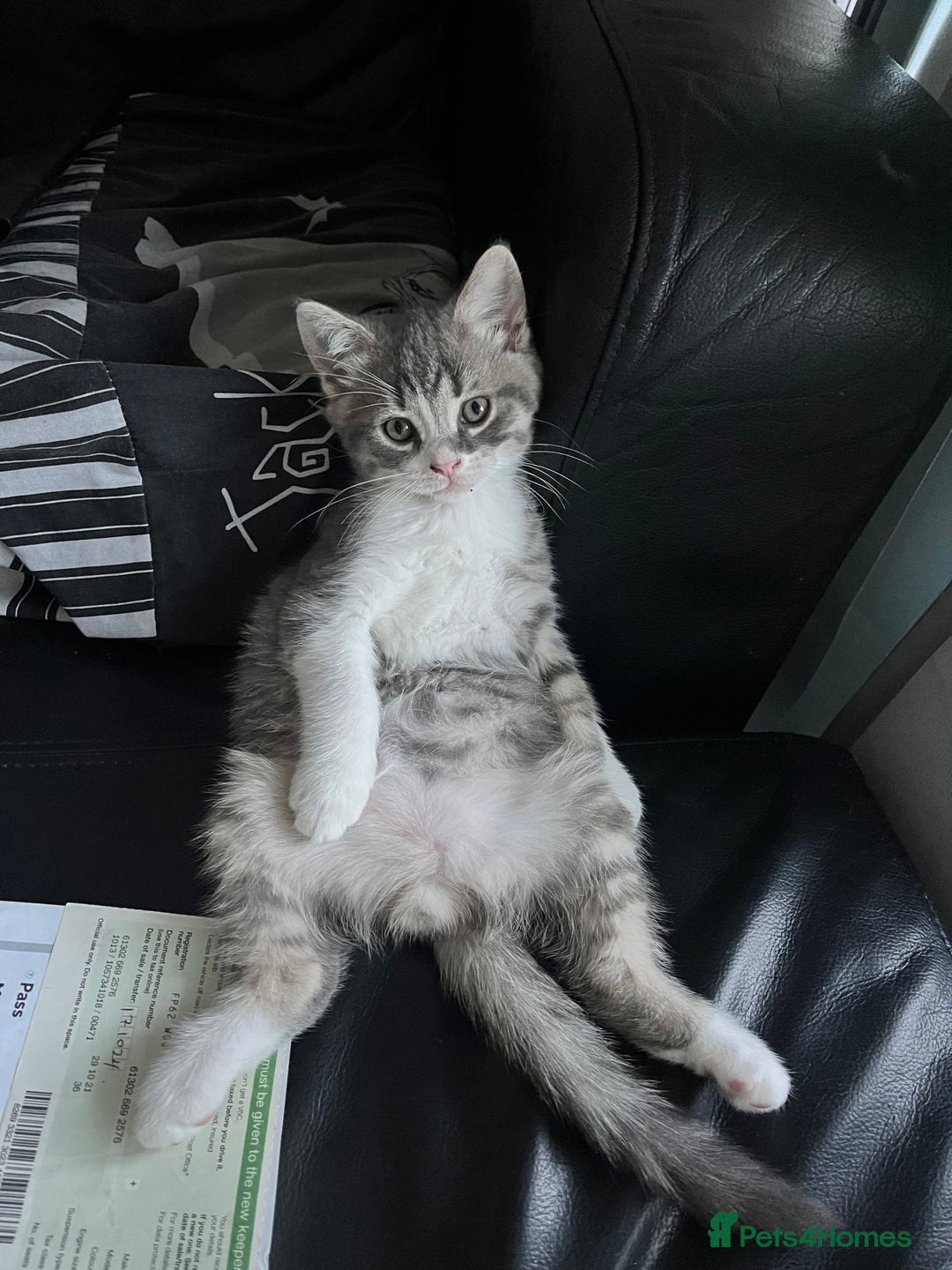 British Shorthair cats for sale: British shorthair kittens  - Image 6
