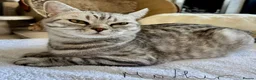 British Shorthair cats for sale: British Shorthair KittenSmoke Tabby  3 Girls 1 Boy - Advert 16