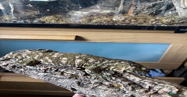 Gecko reptiles - Advert 5