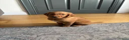 Irish Doodle dogs for sale: Irish Doodle Pups for sale  - Advert 4