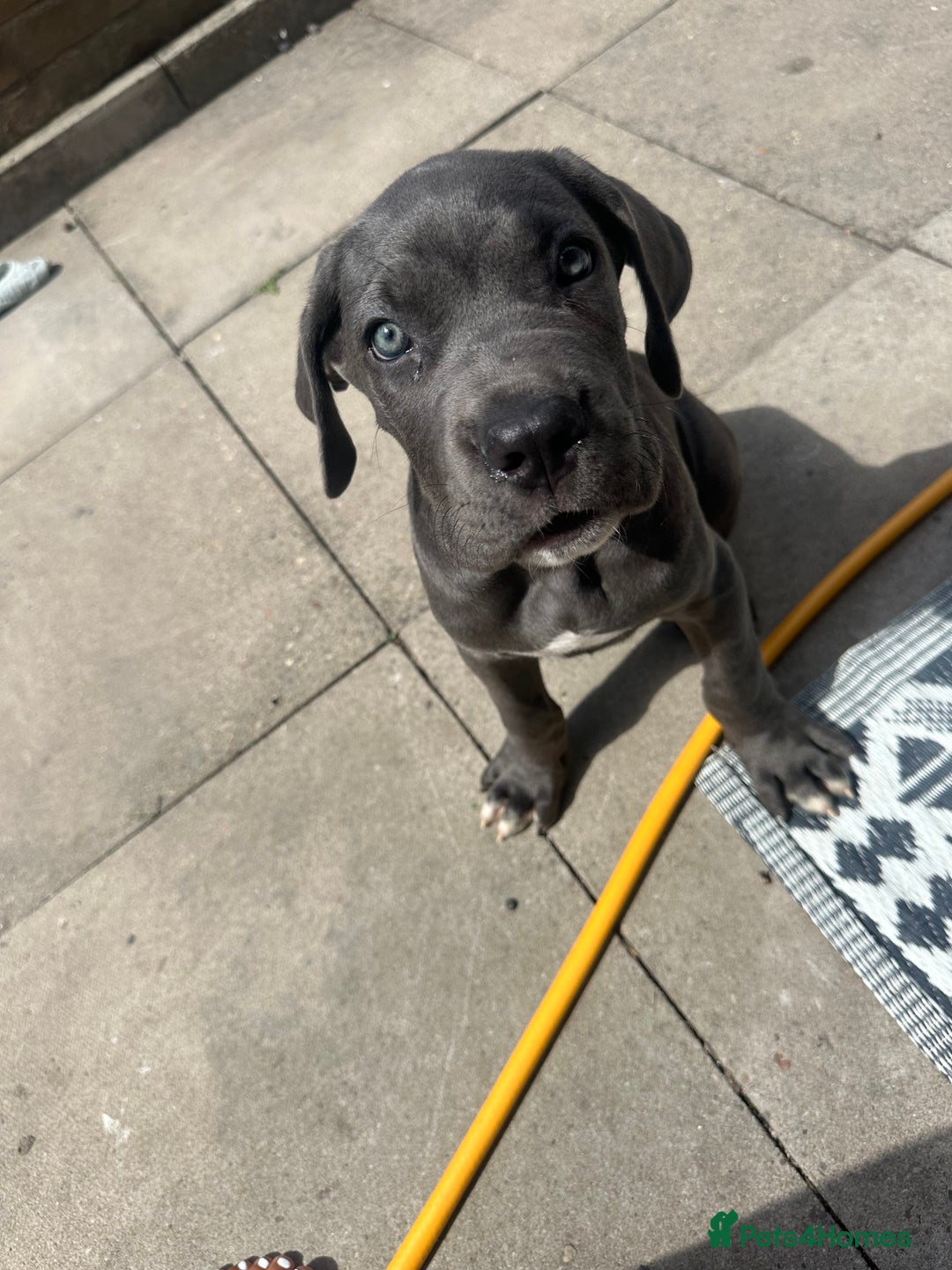 Cane Corso dogs for sale: Male cane corso puppy - Image 2