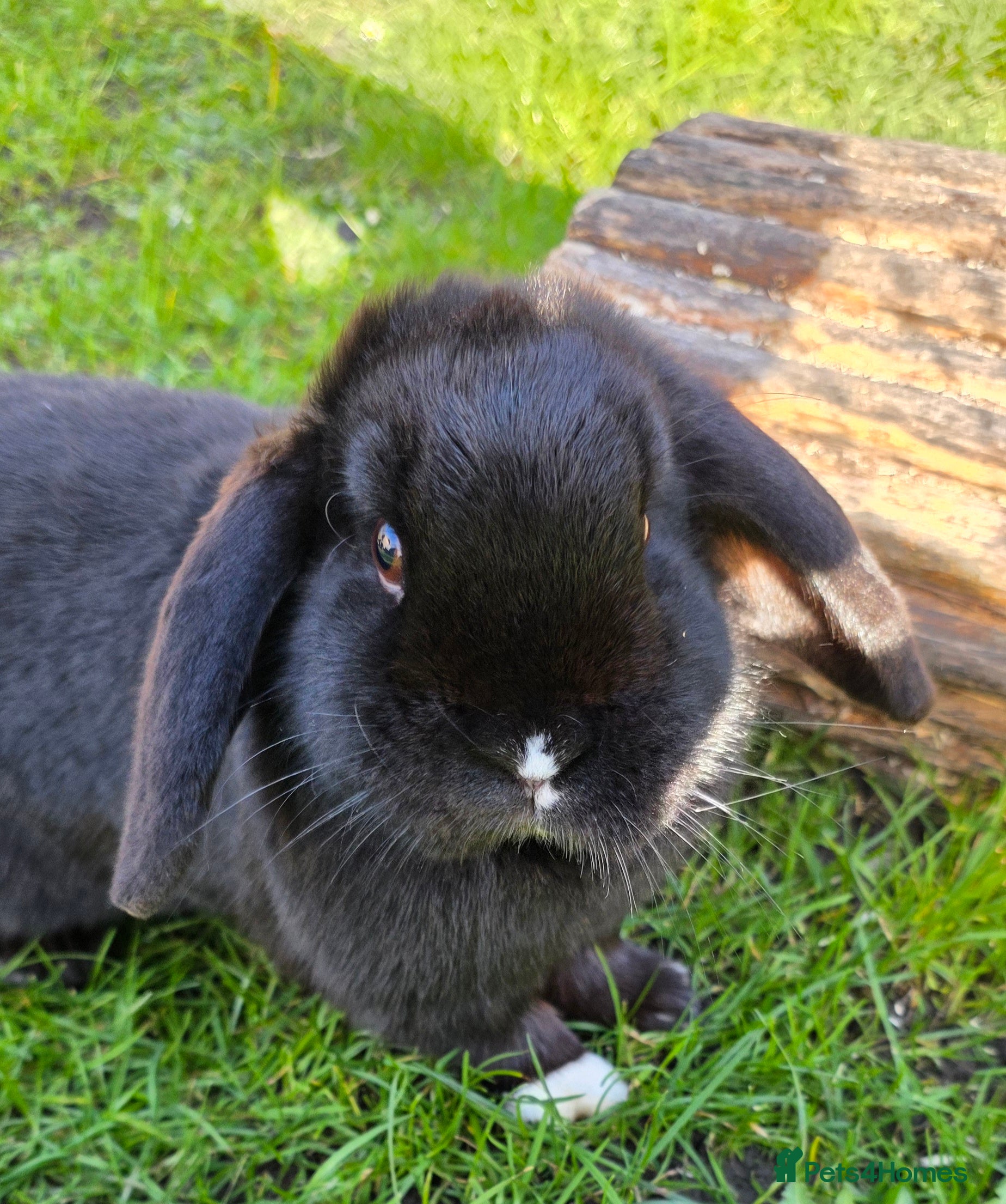 Dwarf Lop rabbits Moko - Female looking for forever home - Advert 2