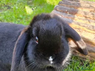 Dwarf Lop rabbits Moko - Female looking for forever home - Advert 2