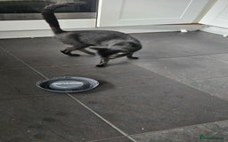 Mixed Breed cats for sale: 1 x female 1 x male kittens ready now - Image 5