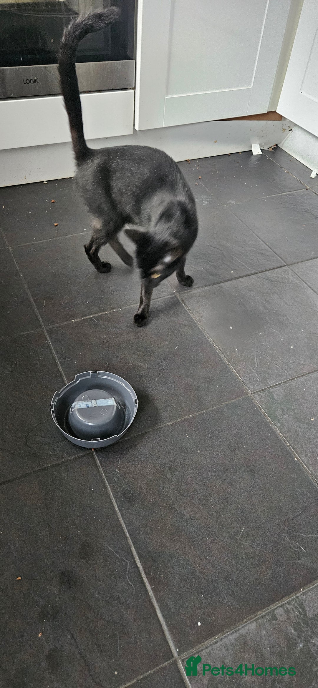 Mixed Breed cats for sale: 1 x female 1 x male kittens ready now - Image 5