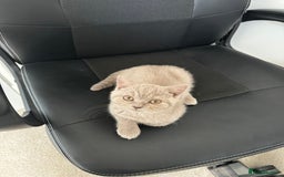 British Shorthair cats for sale: Kitten bundle - sale  - Image 2