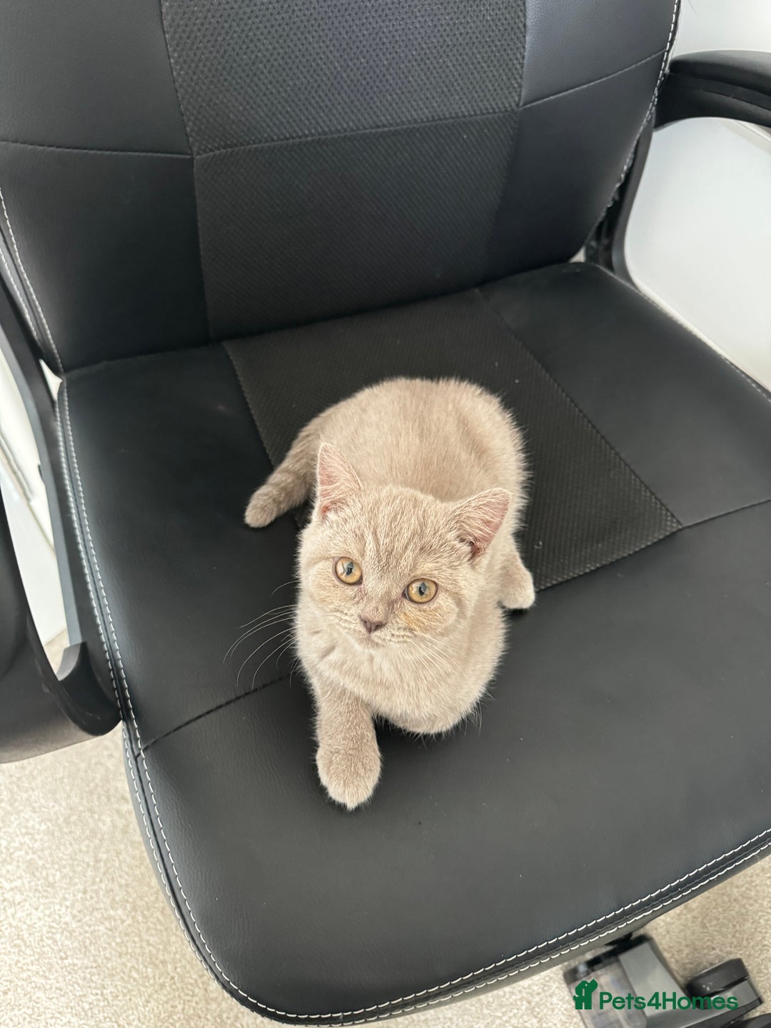 British Shorthair cats for sale: Kitten bundle - sale  - Image 2