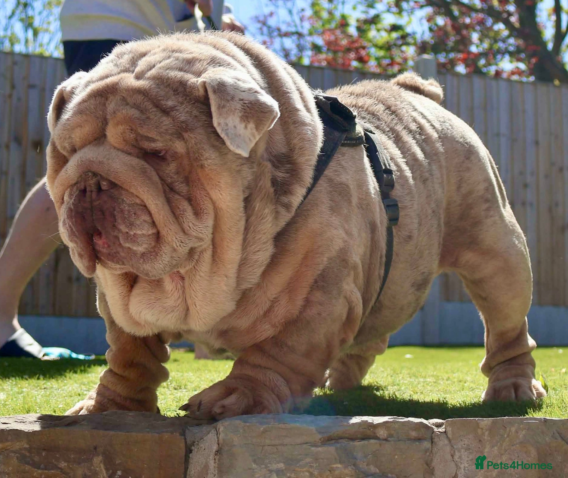English Bulldog dogs Hellboy son of Mr Muscles  - Advert 8