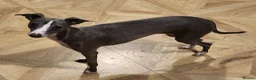 Italian Greyhound dogs for sale: Show standard KC reg Italian Greyhounds - Advert 15