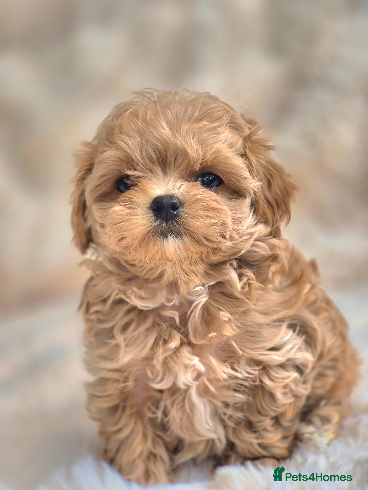 Maltipoo dogs 🐶Amazing Tiny Asian Korean Maltipoo Puppies🐶🦴  - Advert 1