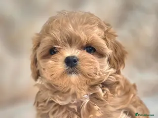 Maltipoo dogs for sale: 🐶Amazing Tiny Asian Korean Maltipoo Puppies🐶🦴 - Advert 1