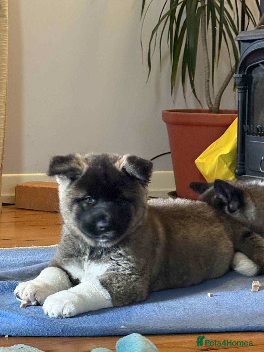 Akita dogs for sale: Adorable Pure-Bred Akita Puppies - Advert 10