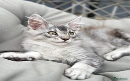 Maine Coon cats for sale: Perfect Maine Coons - Image 9