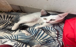 British Shorthair cats for sale: Snowy - Image 3