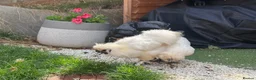 Chickens poultry for sale: Sulky chickens in Oxford - Advert 2