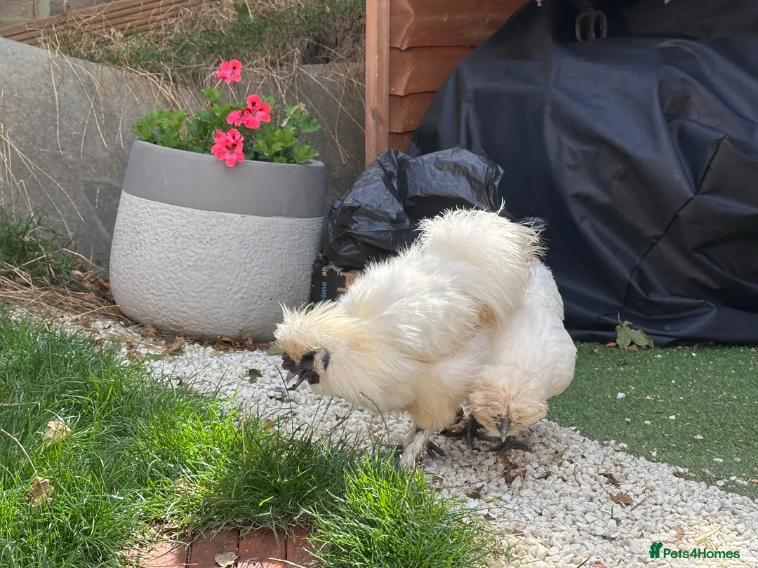 Chickens poultry for sale: Sulky chickens in Oxford - Advert 2