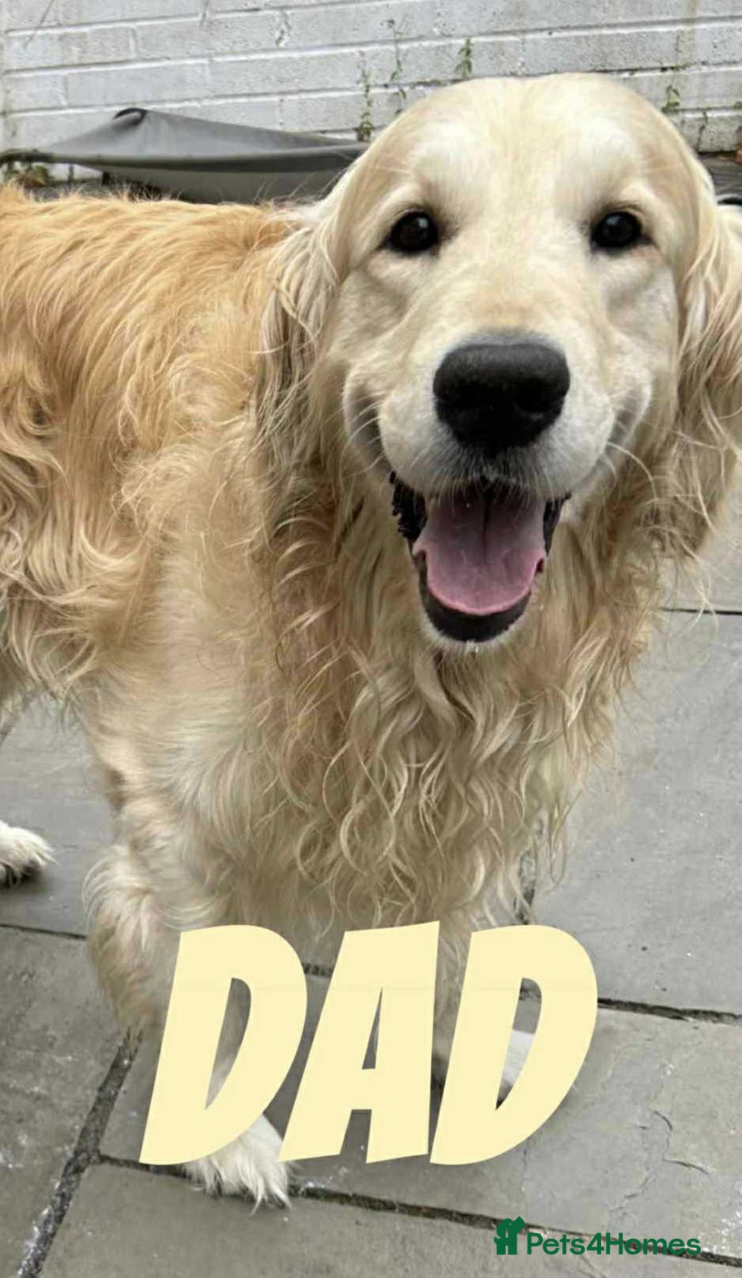 Golden Retriever dogs for sale: Golden Retriever Puppies due any day now!!! - Image 4