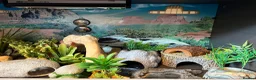 Leopard Gecko reptiles for sale: 3ft Viv for Leopard Gecko - Includes everything! in Welshpool - Advert 4