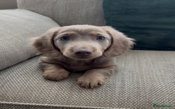 Miniature Dachshund dogs for sale: Beautiful Semi long haired miniature dachshund  - Advert 2