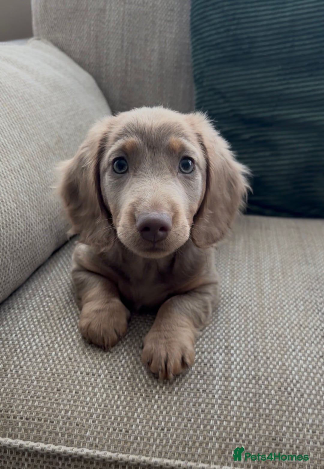 Miniature Dachshund dogs for sale: Beautiful Semi long haired miniature dachshund  - Advert 2