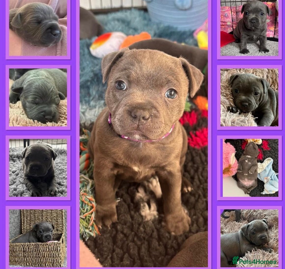 Staffordshire Bull Terrier dogs for sale: KC blue Staffordshire bull terrier puppies  - Advert 33