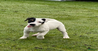 Jack Russell dogs - Advert 6