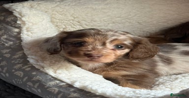 Miniature Dachshund dogs - Advert 8