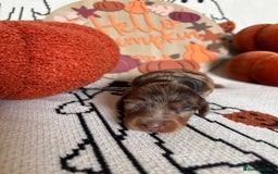 Miniature Dachshund dogs for sale: Longhair miniature dachshund  - Image 7