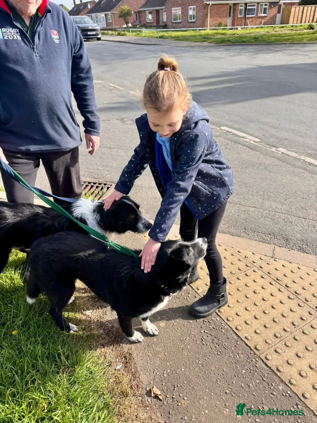 Mixed Breed dogs for adoption: Tommy - long stratton Norfolk  in Norwich - Advert 10