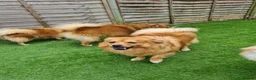 Pomeranian dogs for sale: Mathew  - Advert 3
