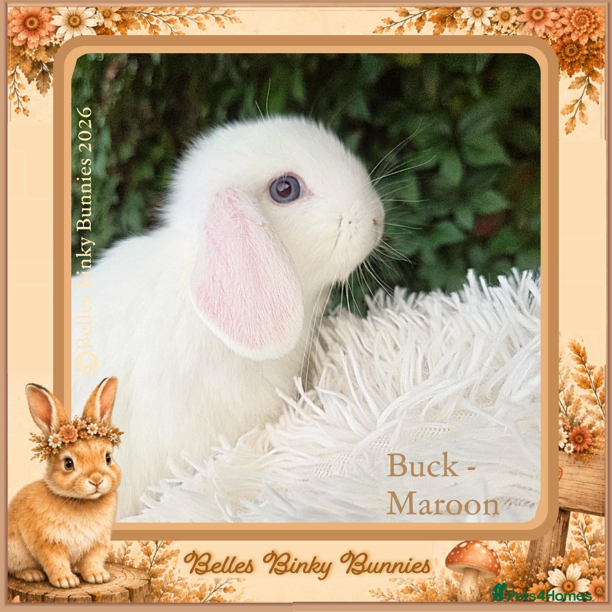 Mini Lop rabbits 🌻 Baby Mini Lops 🌻 Reserve Now 🌻 Ready 4th Oct - Advert 2