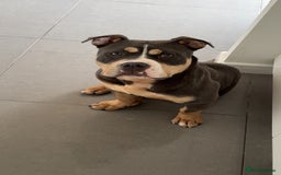 American Bully dogs for sale: Pocket Bully - 8months old - Image 4