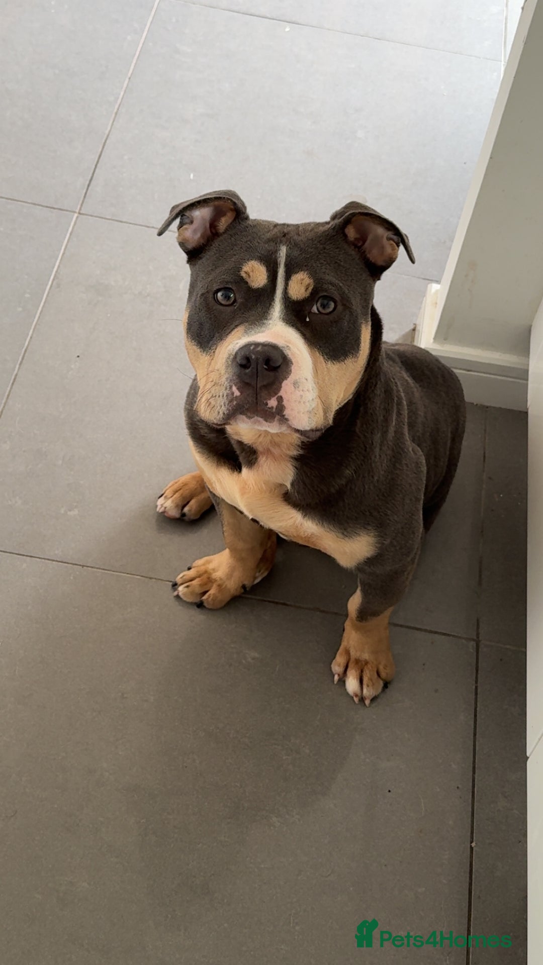 American Bully dogs for sale: Pocket Bully - 8months old - Image 4