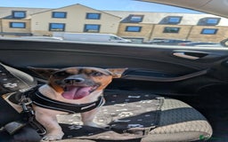 Jack Russell dogs for stud: For stud - Image 2